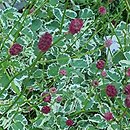 Sanguisorba minor s.str. Little Angel