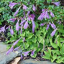 Hosta minor (funkia mniejsza)