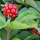 Cornus canadensis (dereń kanadyjski)