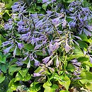 Hosta venusta (funkia piękna)