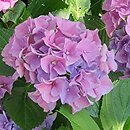 Hydrangea macrophylla Early Blue