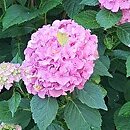 Hydrangea macrophylla Cendrillon