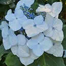 Hydrangea macrophylla Veitchii