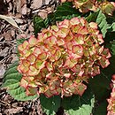 Hydrangea macrophylla Sweet Lips Purple