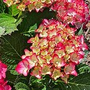 Hydrangea macrophylla Baladia Hot Pink