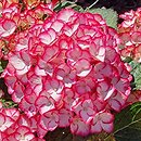 Hydrangea macrophylla Elfy