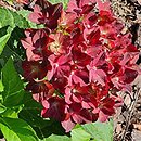 Hydrangea macrophylla Velvet Beauty Purple