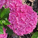 Hydrangea macrophylla Saxon Series Style Pink