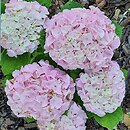 Hydrangea macrophylla Saxon Series Sonnenstein