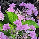 Hydrangea macrophylla Floria