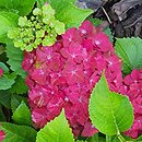 Hydrangea macrophylla Glossy Lips Red