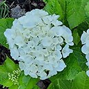 Hydrangea macrophylla Saxbriwhi