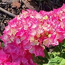 Hydrangea macrophylla Double Pink