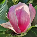 Magnolia denudata Dan Xin