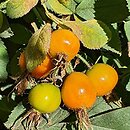 Rosa villosa Karpatia