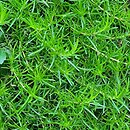 Phlox subulata Emerald Cushion Blue