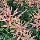 Astilbe Inshriach Pink