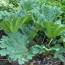 Gunnera tinctoria (parzeplin chilijski)