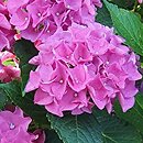 Hydrangea macrophylla Jip Blue