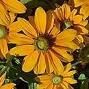 Rudbeckia Sunbeckia Ophelia
