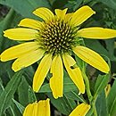 Echinacea Sunny Meadow Mama