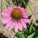 Echinacea Secret Affair