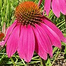 Echinacea purpurea Pow Wow Wild Berry