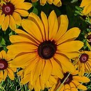 Rudbeckia Sunbeckia Carolina