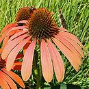Echinacea Julia