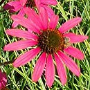 Echinacea Glowing Dream