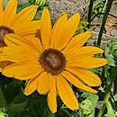 Rudbeckia Sunbeckia Victoria