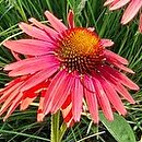 Echinacea Hot Lava