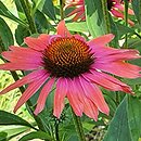 Echinacea Mamma Mia