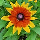 Rudbeckia Sunbeckia Mia
