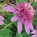 Echinacea purpurea Pink Double Delight