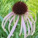 Echinacea pallida JS Satin Lights