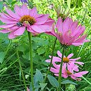 Echinacea Innocent Meadow Mama