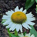 Echinacea Meditation White