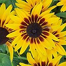Rudbeckia SmileyZ Party