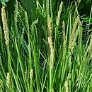 Sesleria autumnalis (sesleria jesienna)