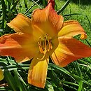 Hemerocallis ×hybrida Mozaika