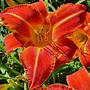 Hemerocallis ×hybrida Mazur