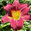 Hemerocallis ×hybrida Mieszko