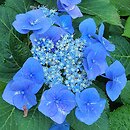 Hydrangea macrophylla Blaumeise
