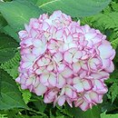 Hydrangea macrophylla Black Steel Zebra