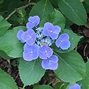 Hydrangea macrophylla Zaunkönig