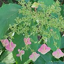Hydrangea heteromalla Yalung Ridge