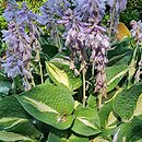 Hosta Center of Attention