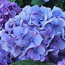 Hydrangea macrophylla Saxdifioros