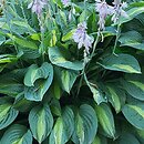 Hosta Striptease